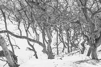 Kale bomen in de sneeuw