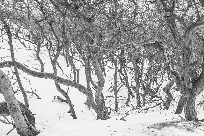 Kale bomen in de sneeuw van Peter Schütte