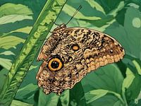 Uil vlinder neergestreken op groen