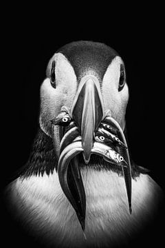 Mysterious puffin black and white by Marjolein Fortuin