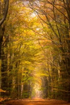 Pfad durch einen Buchenwald im Herbst von Sjoerd van der Wal Fotografie