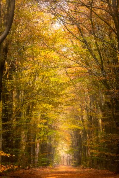 Path through a Beech tree forest during the fall by Sjoerd van der Wal Photography