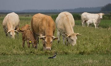 nieuwsgierige koeien van anja voorn