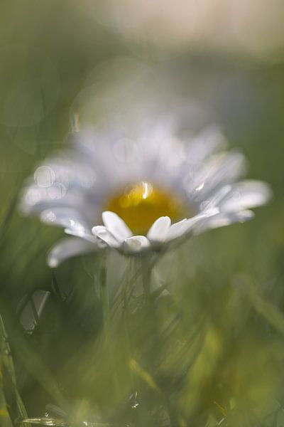 Gänseblümchen in der Sonne von Patricia van Kuik