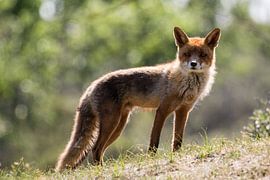Vos in de Amsterdamse Waterleidingduinen by Marie-Christine Alsemgeest-Zuiderent