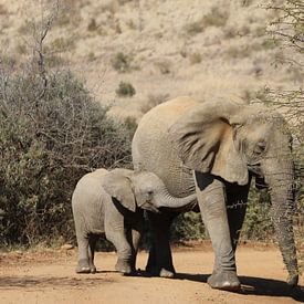 Elephant with young South Africa
