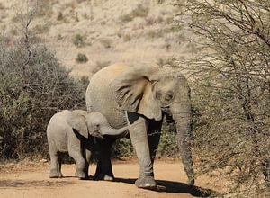 Olifant met jong Zuid Afrika van Ralph van Leuveren