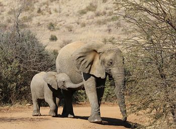 Olifant met jong Zuid Afrika