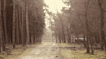 Zonlicht valt op het pad Wekeromse zand
