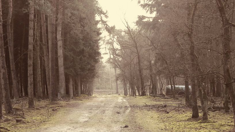 Zonlicht valt op het pad Wekeromse zand by Veluws
