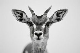 Antelope by Poster Art Shop