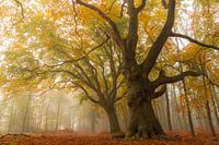 Buche in Herbstfärbung mit ein wenig Nebel