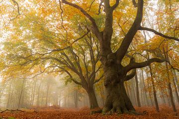Beuk in herfst kleur met een beetje mist van Niels Hamelynck