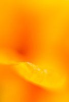 orange flower