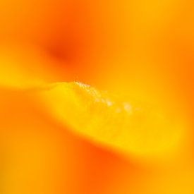 orange flower van Drie Bloemen Gallery