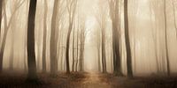 Chemin à travers une forêt brumeuse pendant un jour d'hiver brumeux par Sjoerd van der Wal Photographie Aperçu