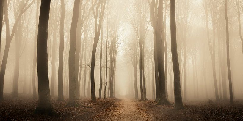 Chemin à travers une forêt brumeuse pendant un jour d'hiver brumeux par Sjoerd van der Wal Photographie