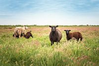 Sheep with drinking lambs in the meadow