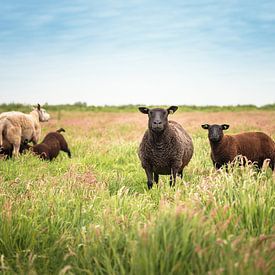 Schapen met drinkende lammeren in de wei van Wormerland van Pieter Struiksma