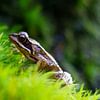 Frog on green grass by Gerwin Hoogsteen