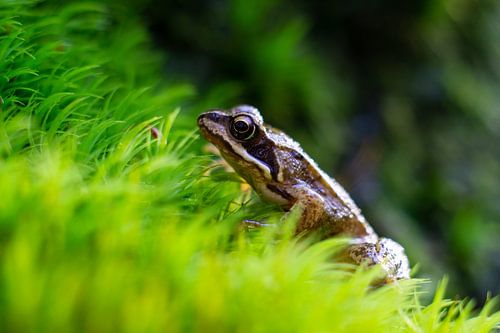 Une grenouille sur l'herbe verte