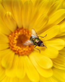 Une petite mouche verte sur un souci ( Calendula Officinalis)