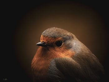 Petit oiseau, grand silence