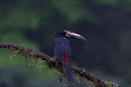 Aracari  by Van Renselaar Fotografie