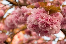 Japanese cherry blossom by Bettina Schnittert