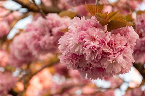 fleur de cerisier japonaise sur Bettina Schnittert