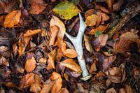 Fallen antlers among the autumn leaves