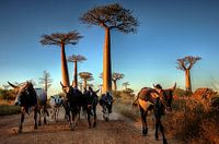Baobab Alley, Madagaskar