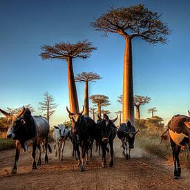Baobab Alley, Madagaskar by Edzo Boven