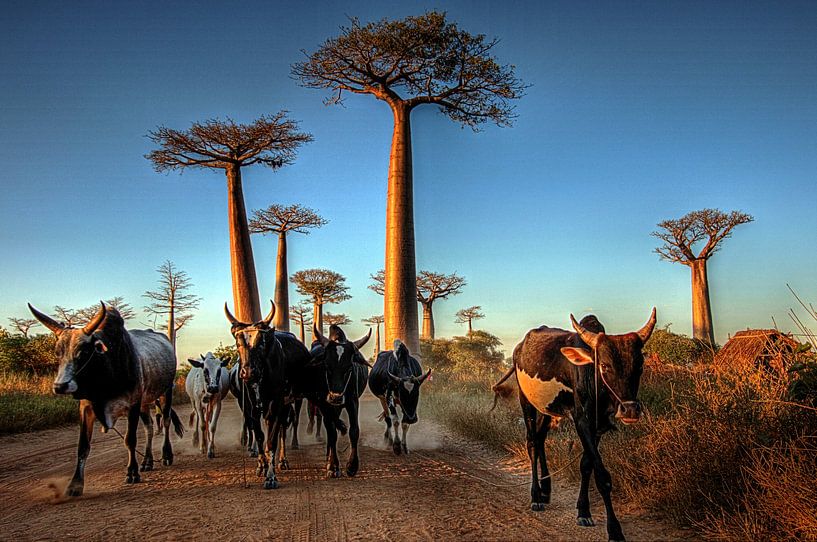 Baobab Alley, Madagaskar by Edzo Boven
