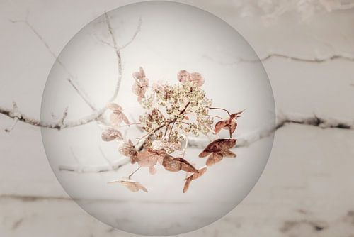 Nature morte dans une perle 1. sur Alie Ekkelenkamp