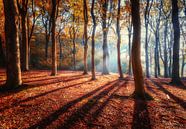 La lumière dans la forêt par Quirien Marijs Aperçu