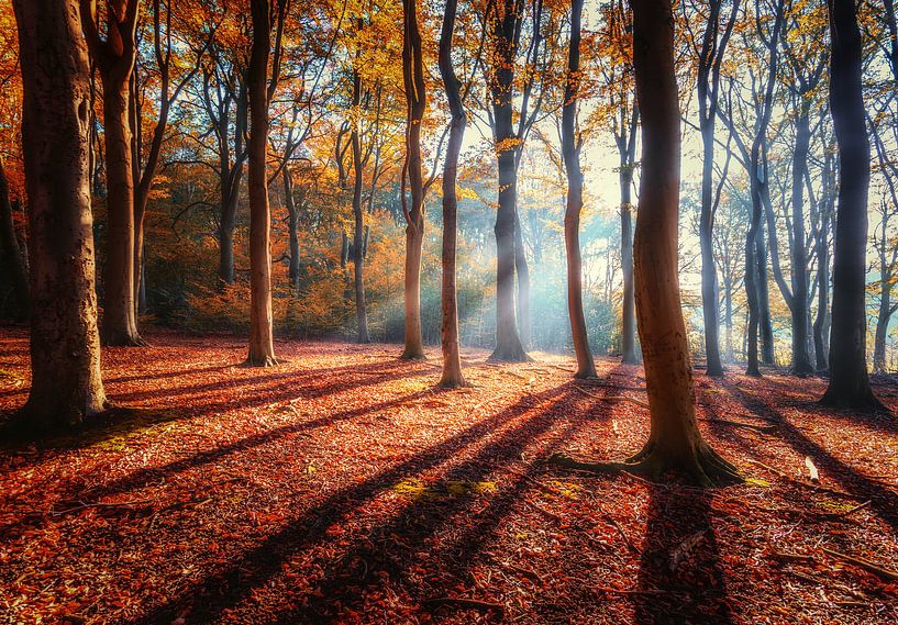 Licht im Wald von Quirien Marijs