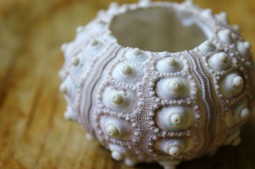 Foto van een natuurlijke fractal in een zee fossiel