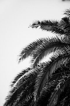 Détails d'un palmier noir et blanc sur Marit Hilarius