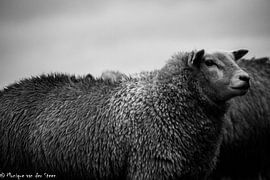 zwart wit schaap van Monique van der Steen