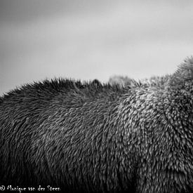 zwart wit schaap van Monique van der Steen