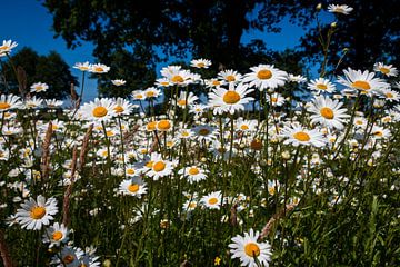 De belles marguerites blanches dans le champ sur Henk Hulshof