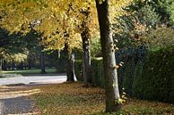 Herfst in Drachten van Tjamme Vis thumbnail
