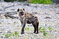 Hyena, foto uit Afrika