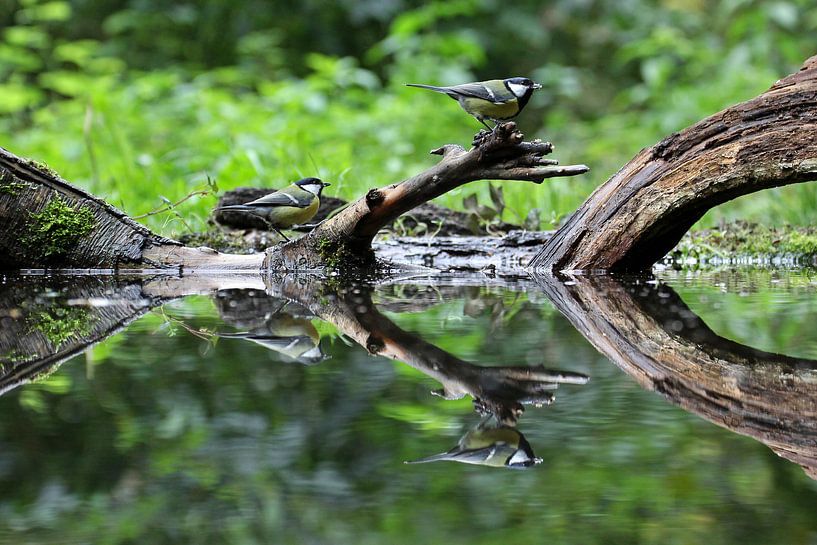 Koolmezen van Antwan Janssen