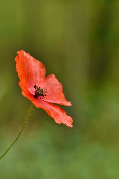 Nahaufnahme einer Mohnblume von Shutterbalance