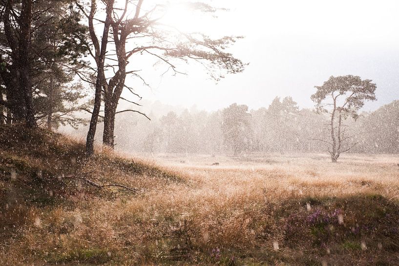 The beauty of rain by Judith Noorlandt