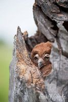 Owlie