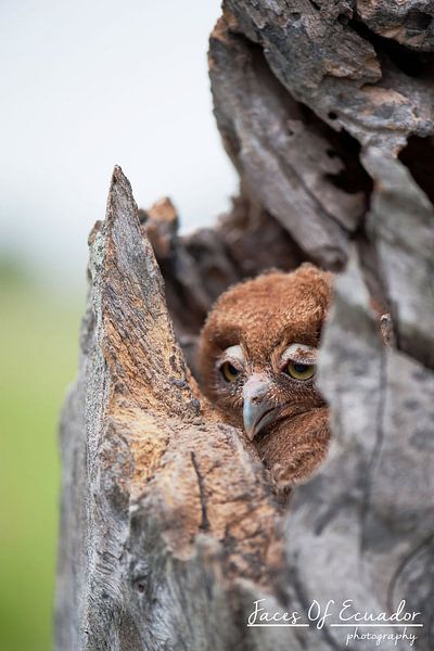 Owlie von Kevin Van Haesendonck