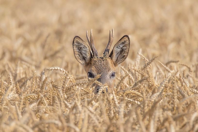 Ooooo Cerf par Anton Kloof